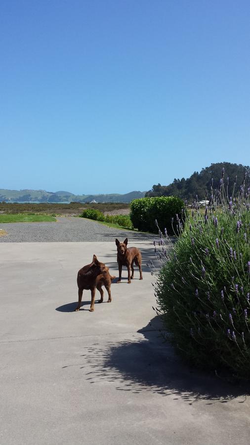 科罗曼德修道院庭汽车旅馆 Coromandel 外观 照片